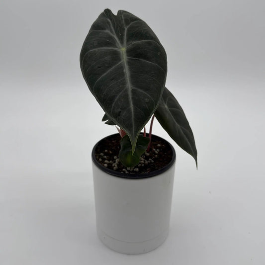 Alocasia Pink Dragon Morocco leaf in white pot with soil, dark green foliage with pale veins on Tampa Home & Garden Store