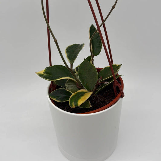Variegated Hoya Carnosa Krimson plant in pot with red stakes, green leaves edged in cream on Tampa Home & Garden Store