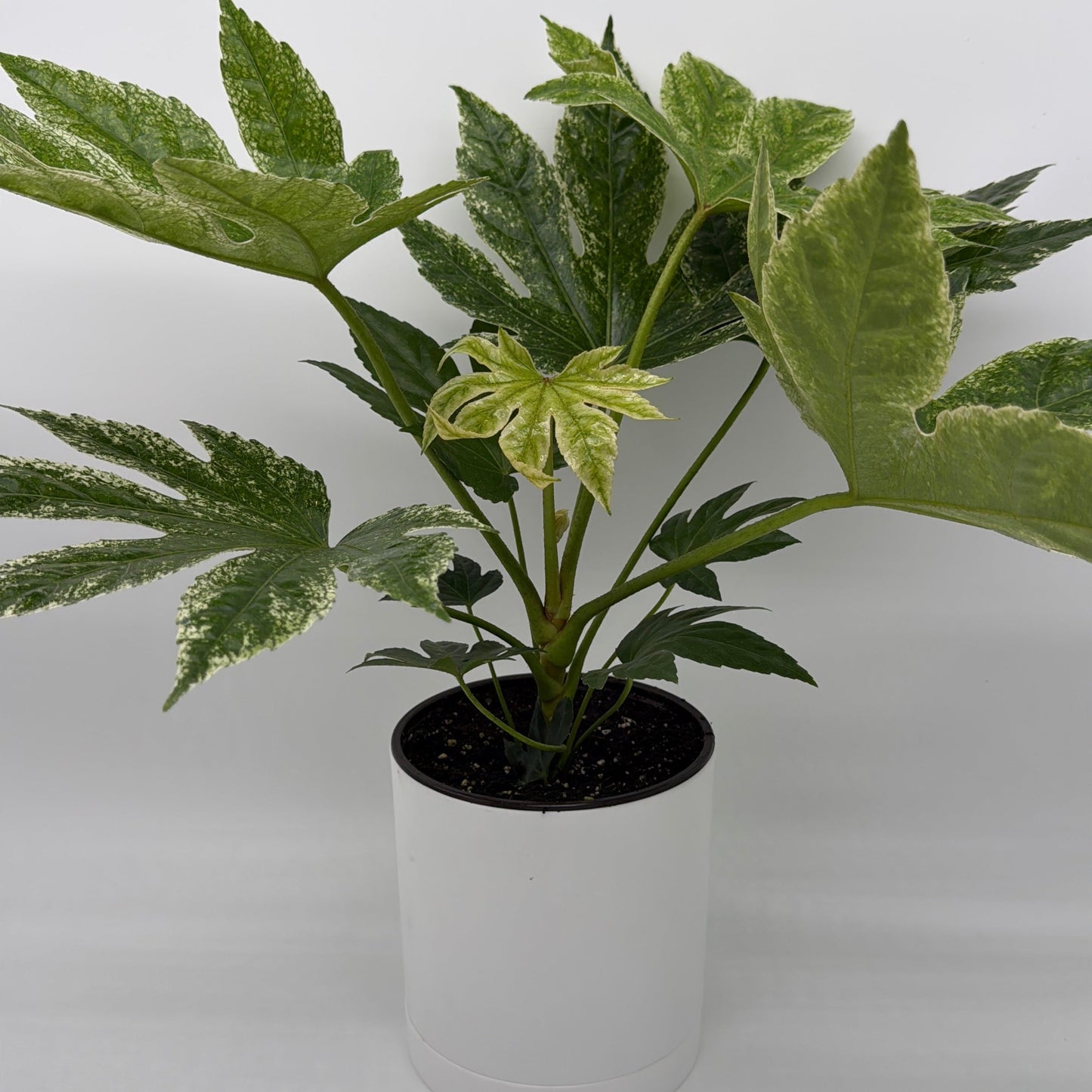 Variegated Fatsia Japonica Spider Web