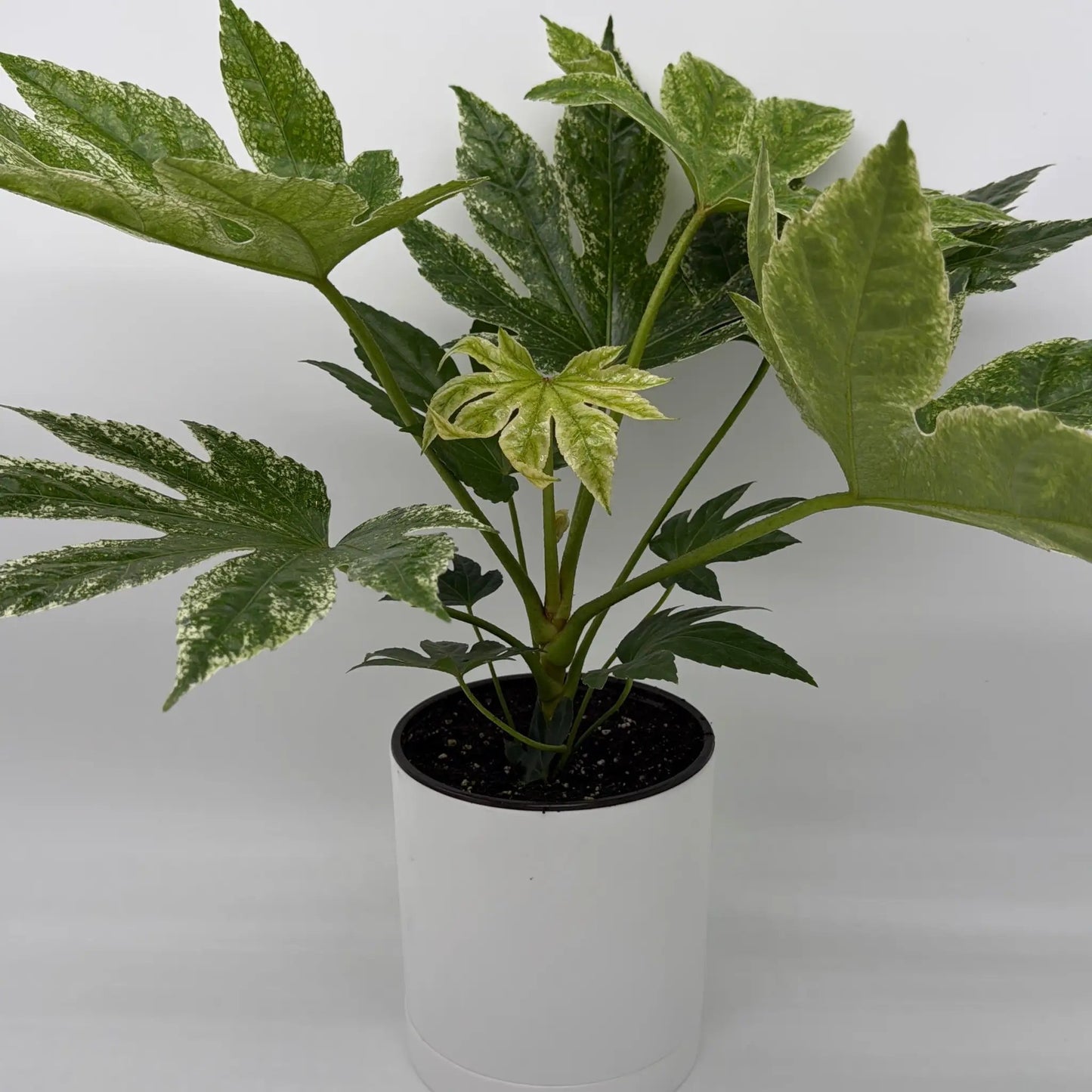 Variegated Fatsia Japonica Spider Web - Tampa Home & Garden Store