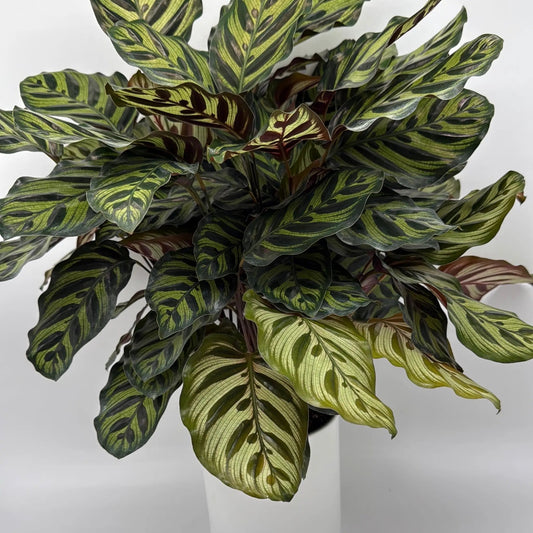 Calathea Makoyana peacock plant with lime-yellow striped leaves in a pot on Tampa Home & Garden Store