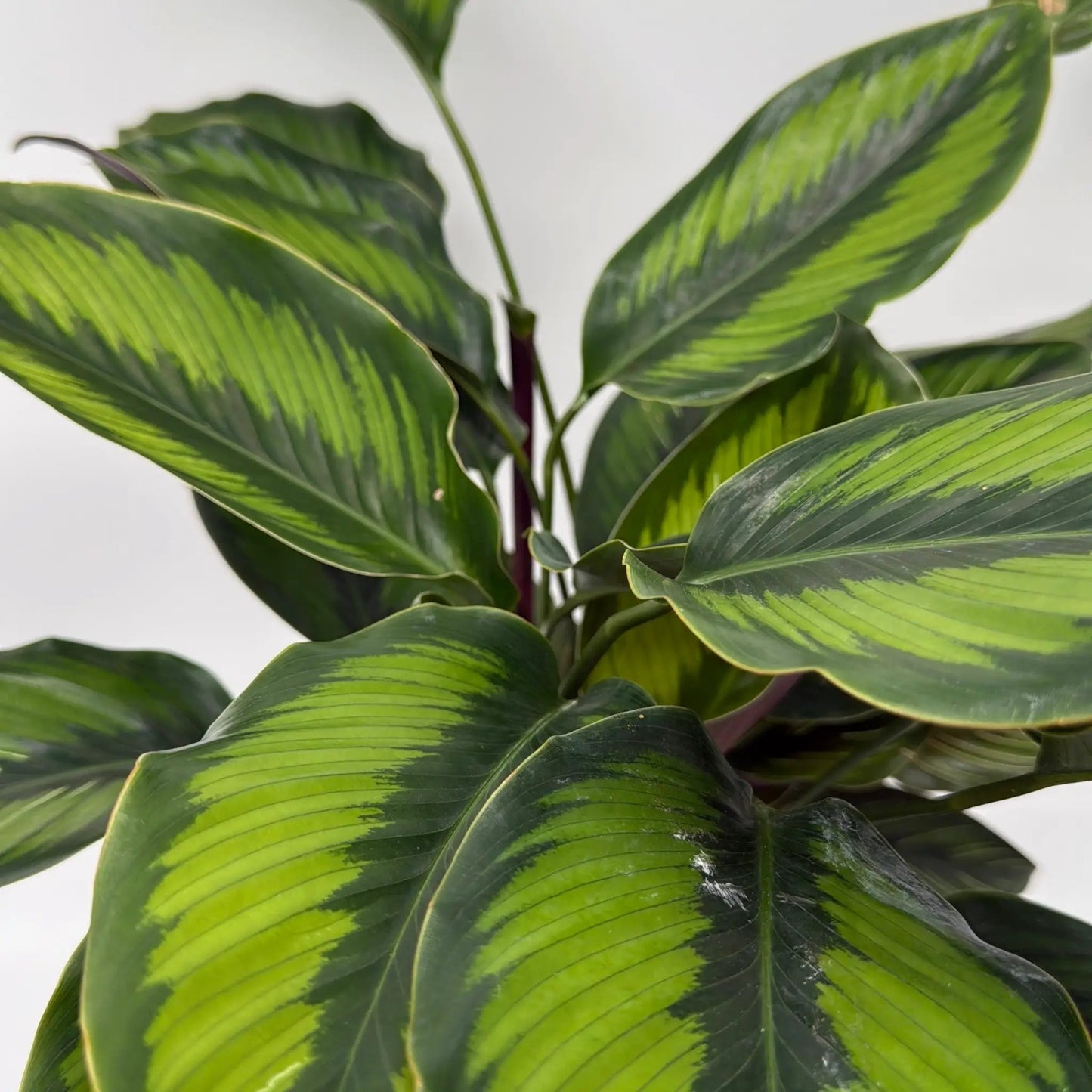 Calathea ‘Beauty Star’ - Tampa Home & Garden Store