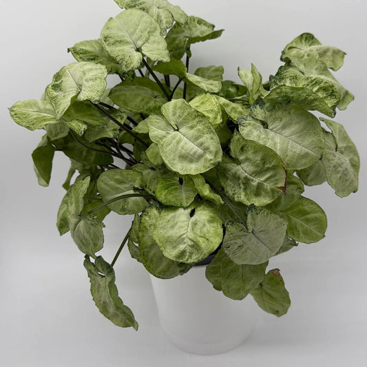 Syngonium Moonshine plant with silvery variegated leaves, potted houseplant RUNOPLANTS on Tampa Home & Garden Store