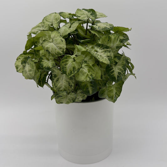 Syngonium Mouse Ears