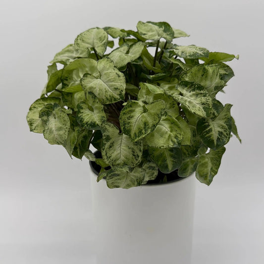 Syngonium Mouse Ears plant with variegated green cream leaves in pot on Tampa Home & Garden Store