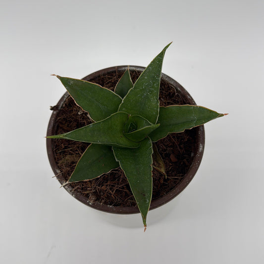 Sansevieria ‘Maya’