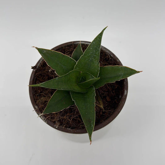 Sansevieria Maya snake plant in a pot, 5-leaf rosette with dark green pale-edged leaves on Tampa Home & Garden Store