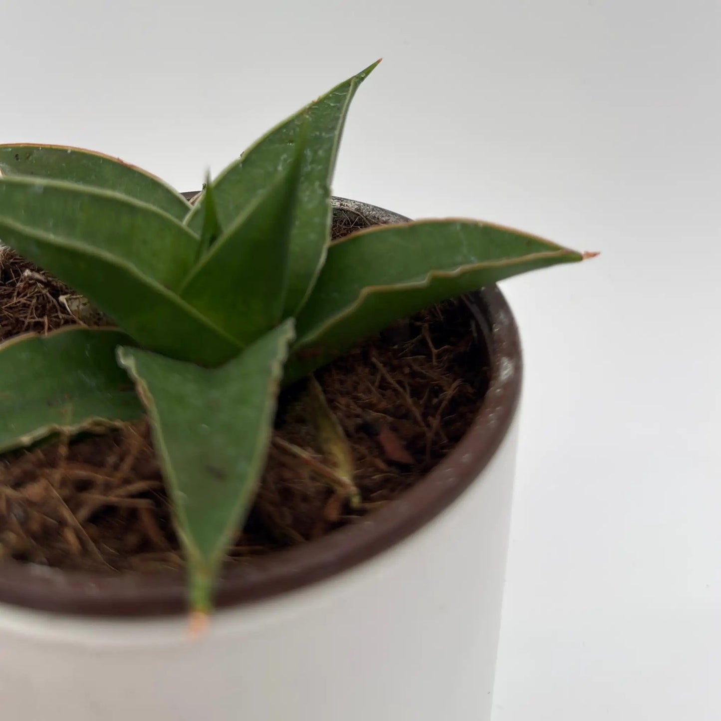 Sansevieria ‘Maya’ - Tampa Home & Garden Store