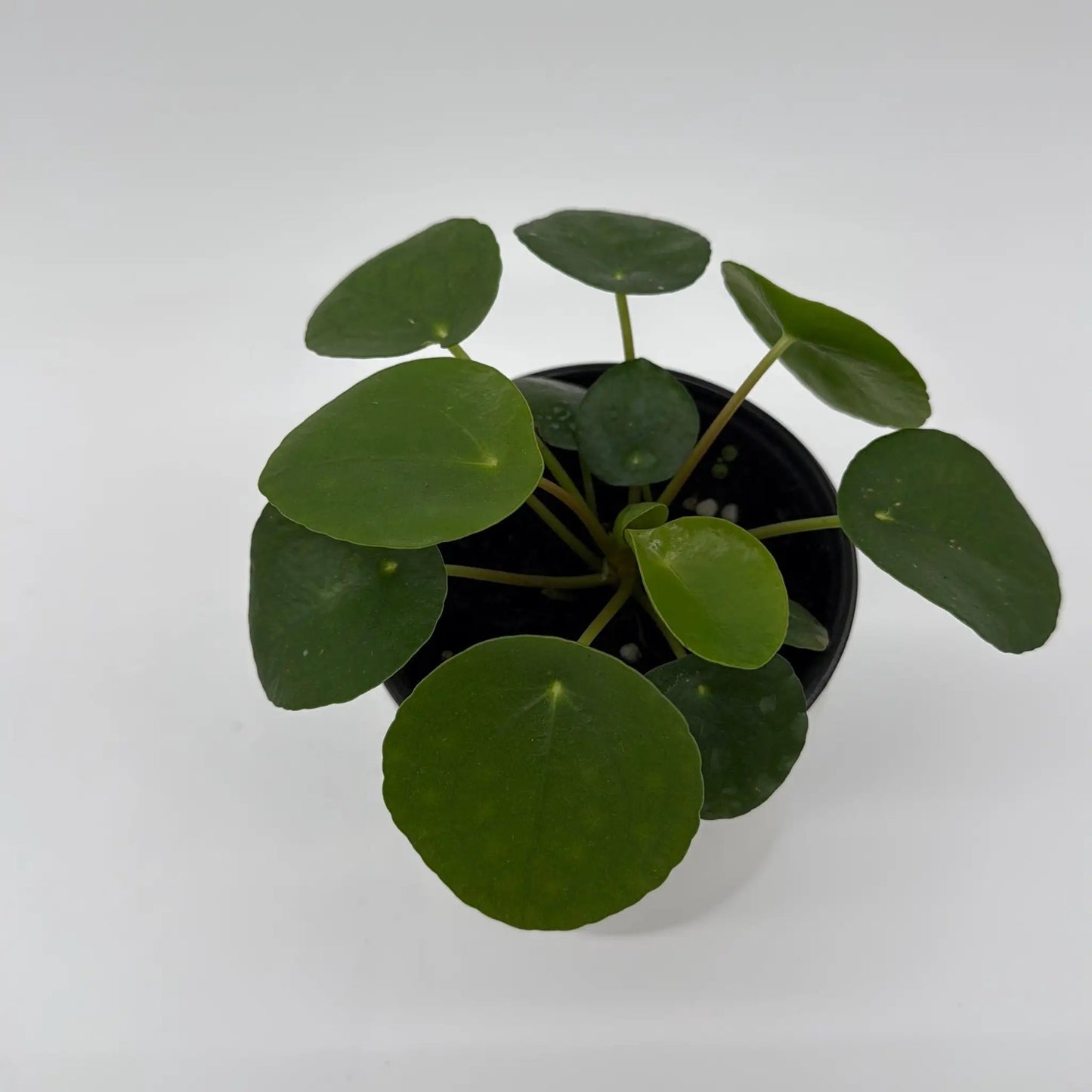 Pilea (planta ovni)