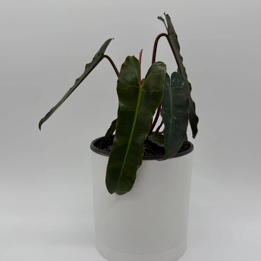 Philodendron Black Billietiae rare hybrid RUNOPLANTS with elongated dark green leaves in pot on Tampa Home & Garden Store