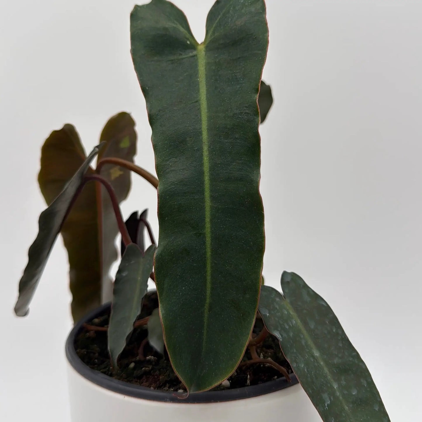 Philodendron Black Billietiae - Tampa Home & Garden Store