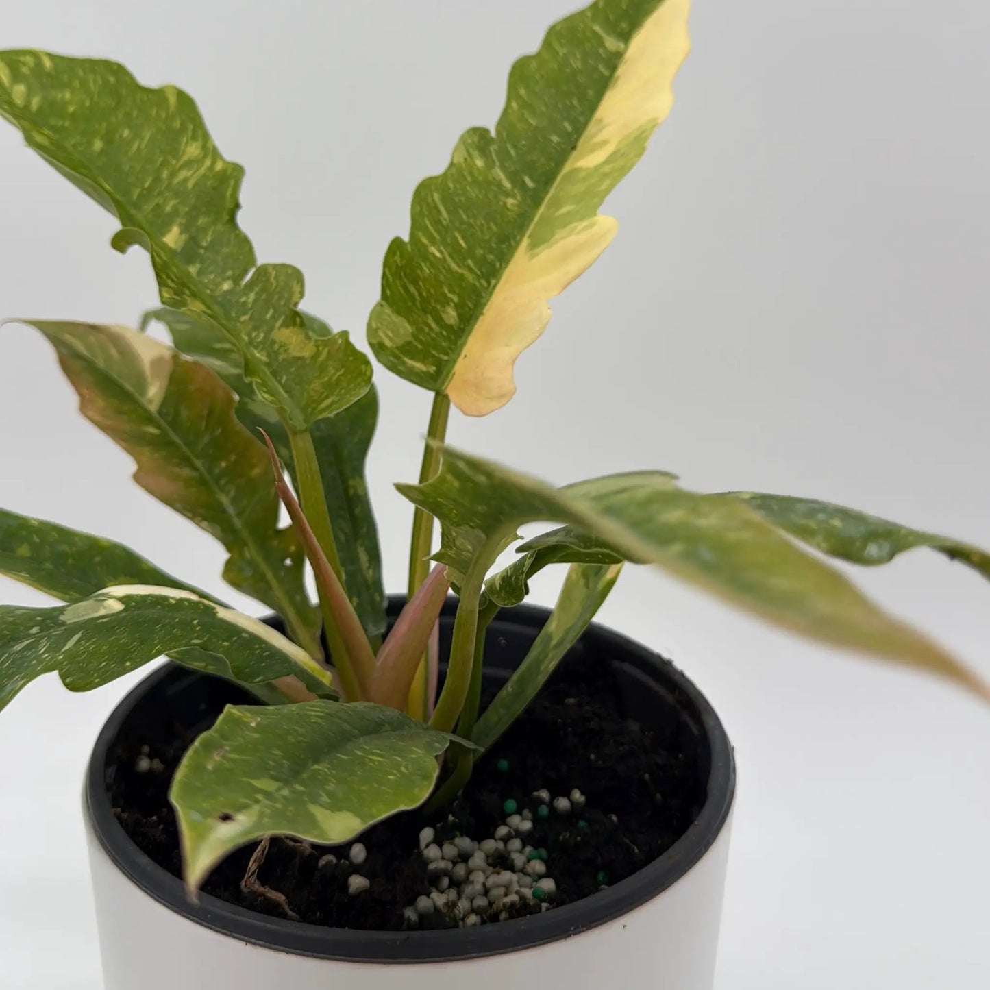 Ring of Fire Philodendron with fiery variegation; green and yellow leaves in a black pot on Tampa Home & Garden Store