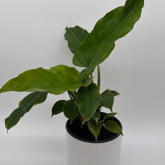 Philodendron Jungle Fever Variegated Plant with lush green leaves in a white pot on Tampa Home & Garden Store