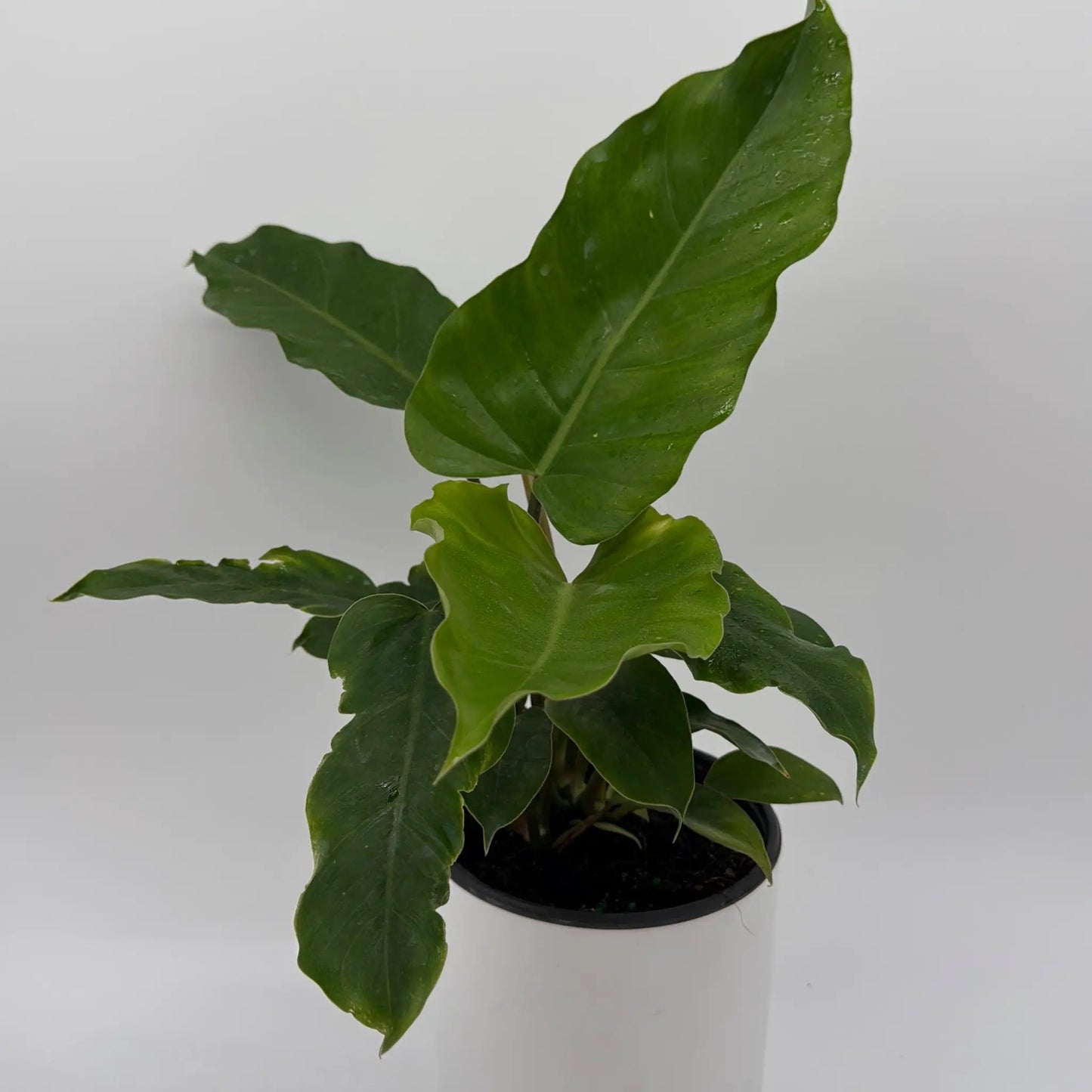 Philodendron 'Jungle Fever' - Tampa Home & Garden Store