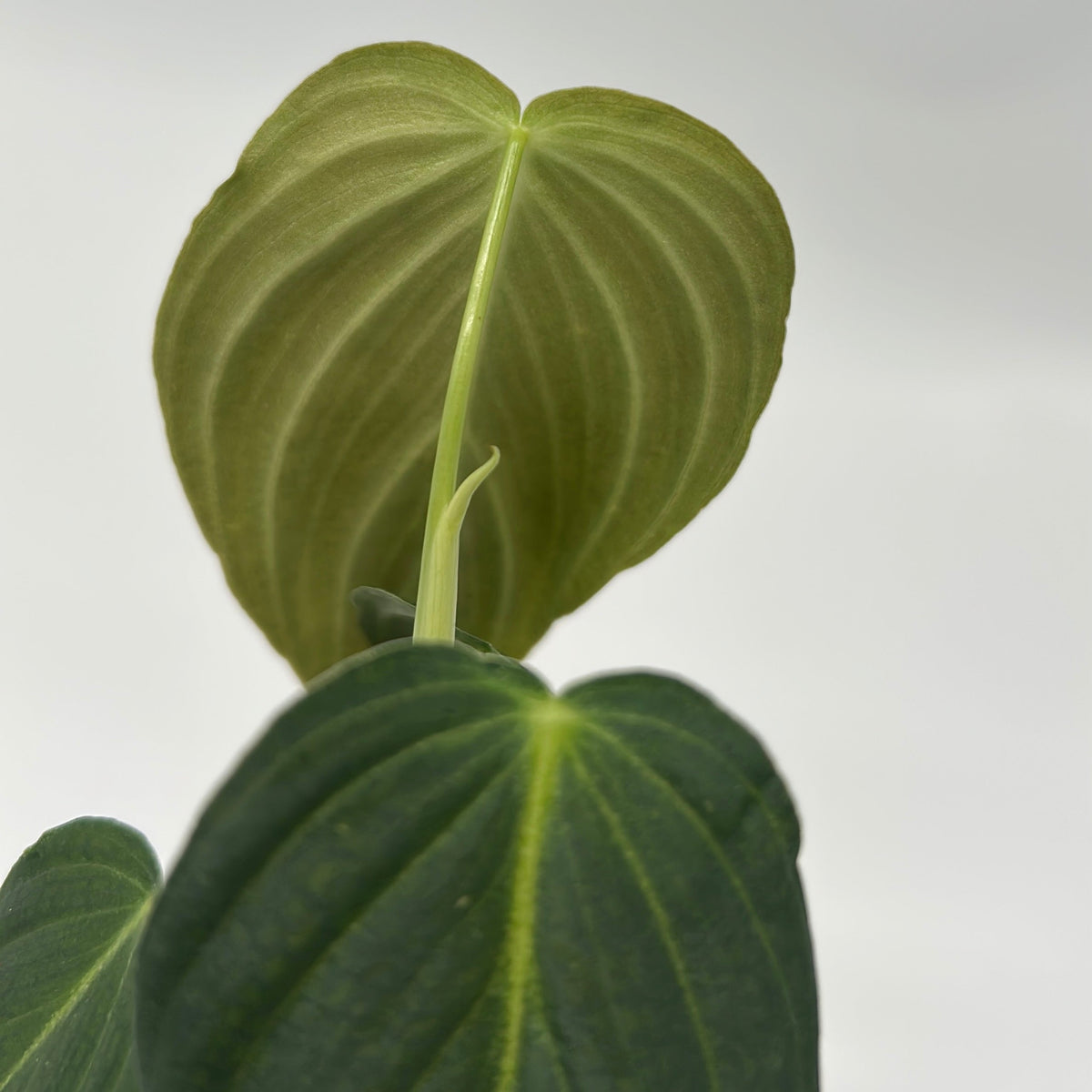 Philodendron Melanochrysum olive-green velvety leaves with pale midrib RUNOPLANTS on Tampa Home & Garden Store