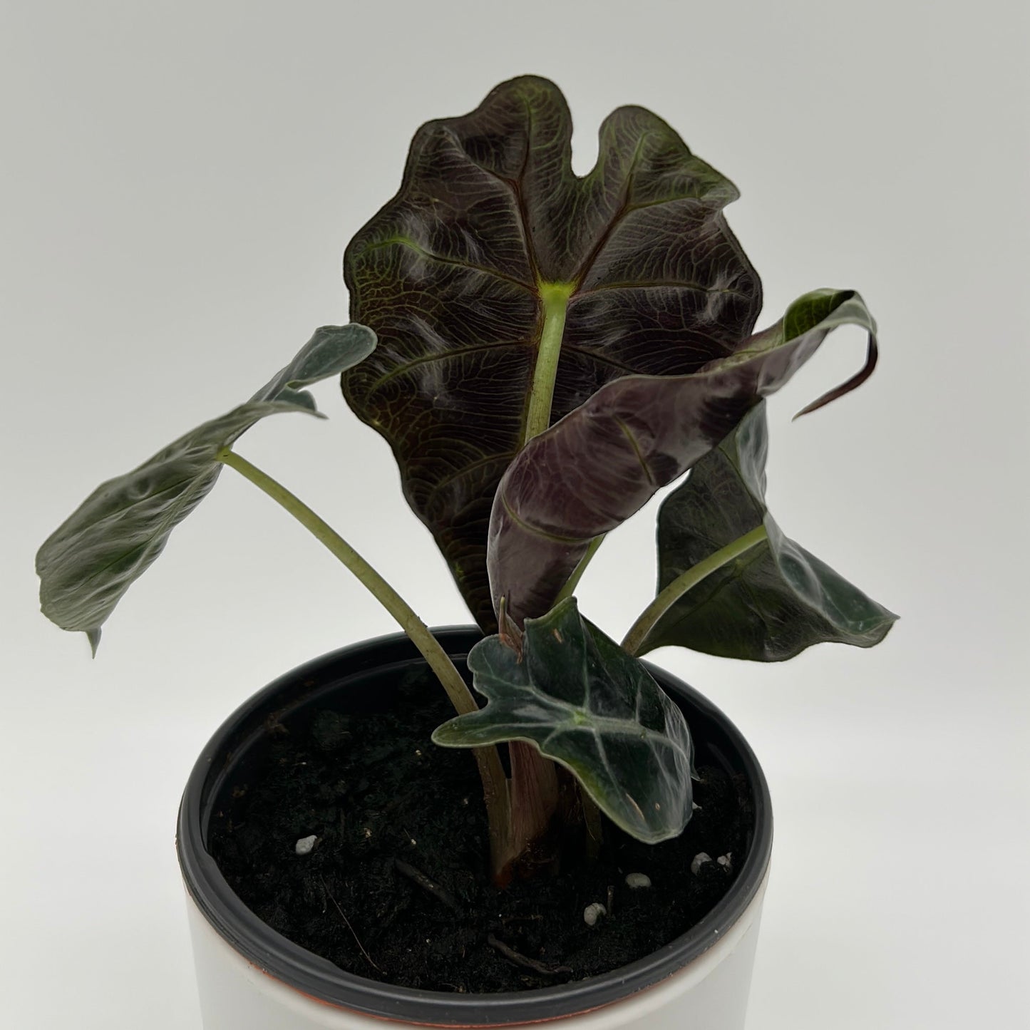 Alocasia Polly Plant African Mask Elephant Ear