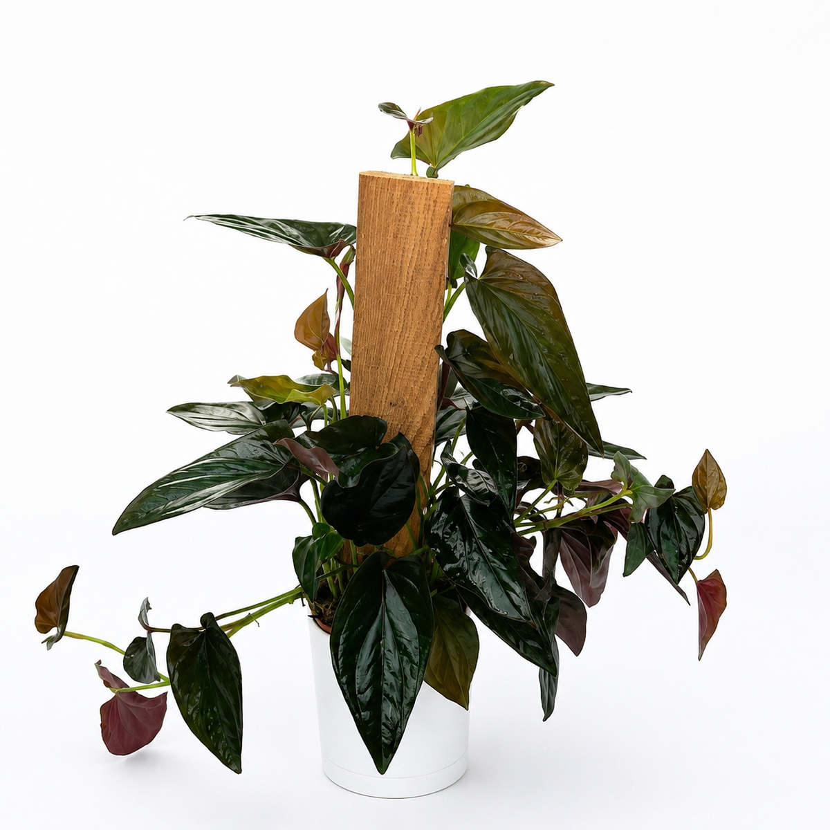 Syngonium Red Arrow indoor plant with green to burgundy leaves on a wood stake RUNOPLANTS on Tampa Home & Garden Store