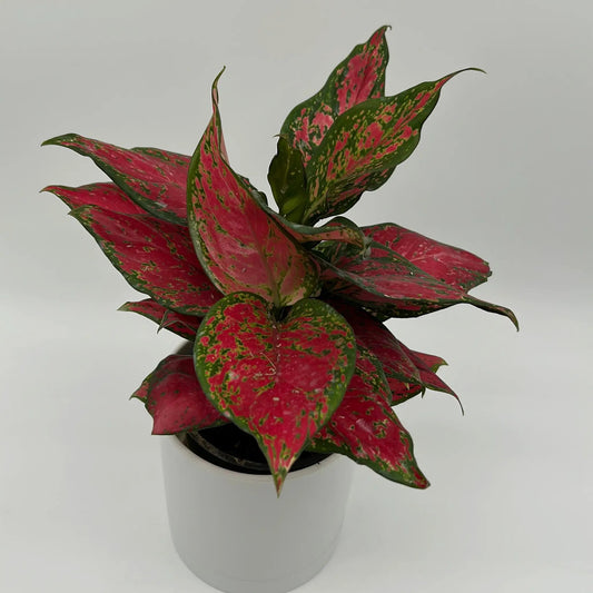 Aglaonema Ruby Ray plant with red and green variegated foliage in a white pot on Tampa Home & Garden Store