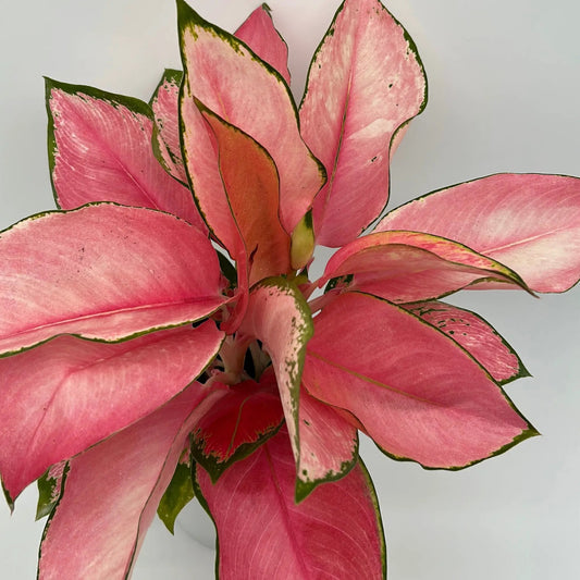 Aglaonema Suksom Jaipong pink leaf plant with green edge RUNOPLANTS potted houseplant on Tampa Home & Garden Store