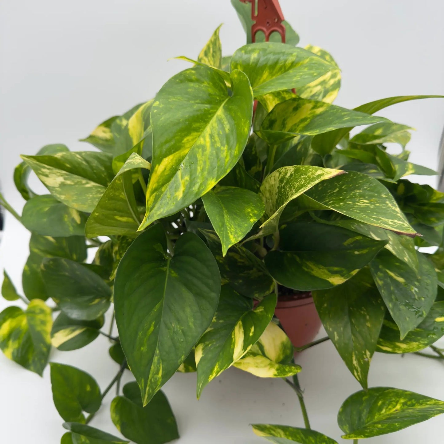 Hawaiian Pothos Hanging Basket - Tampa Home & Garden Store