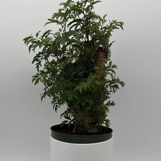 Aralia Ming Stump indoor plant with dark green, finely divided leaves on a thick trunk in a pot on Tampa Home & Garden Store