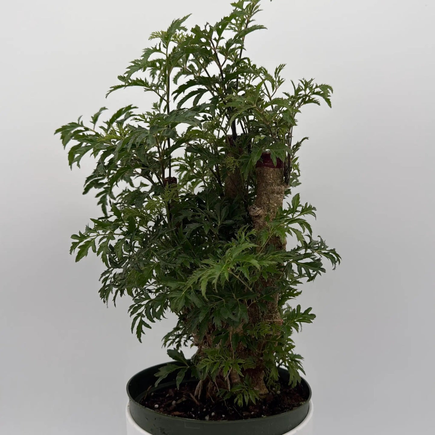 Aralia Ming Stump - Tampa Home & Garden Store