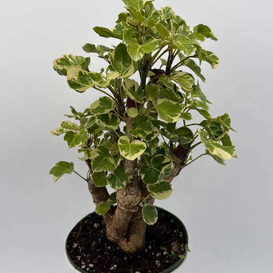 Variegated Aralia Balfouriana potted plant with green leaves edged in cream on Tampa Home & Garden Store