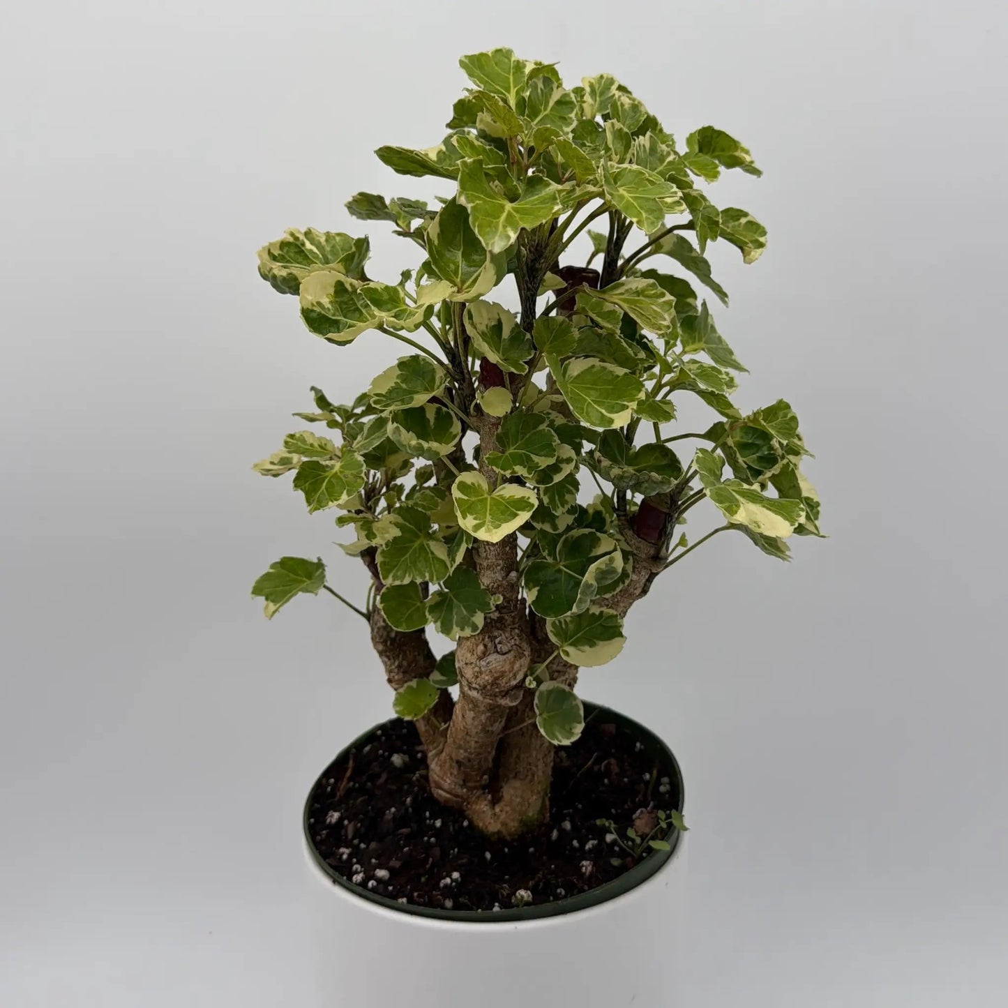 Variegated Aralia Balfouriana house plant with cream-edged green leaves in a pot on Tampa Home & Garden Store