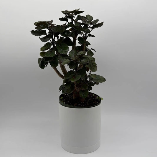Aralia Fabian indoor tree with sturdy woody trunk and dark green leaves in a white pot on Tampa Home & Garden Store