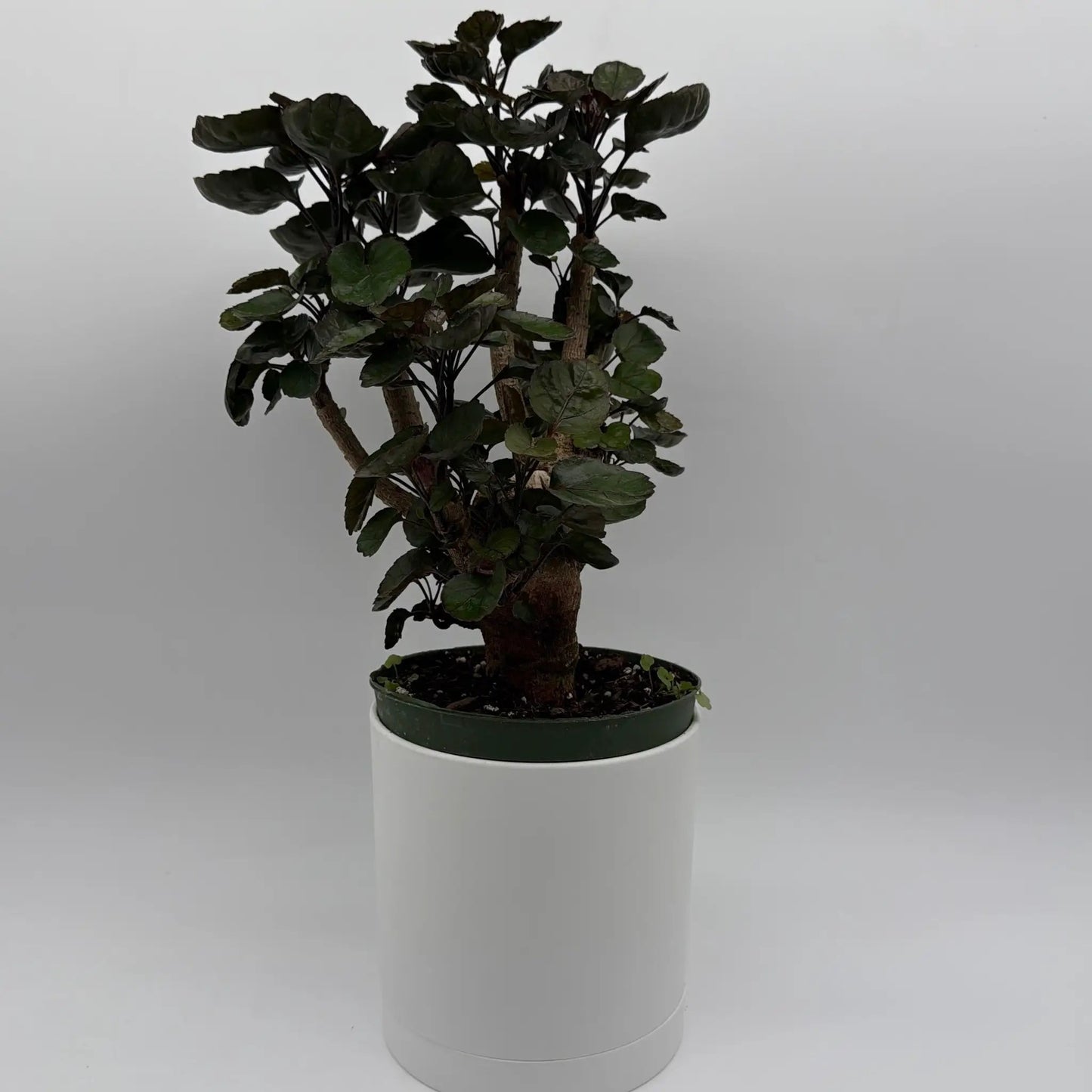 Aralia Fabian Tree - Tampa Home & Garden Store