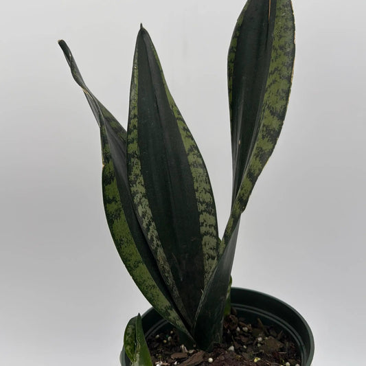 Compact Sansevieria Whitney snake plant with dark green leaves and light green mottling in a pot on Tampa Home & Garden Store