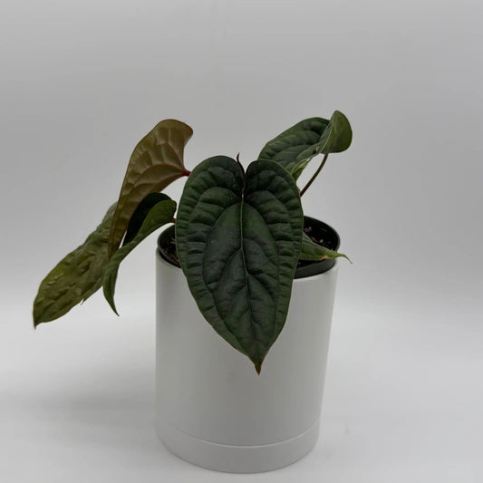 Anthurium Radicans x Luxurians hybrid plant with dark green quilted leaves in a white pot on Tampa Home & Garden Store