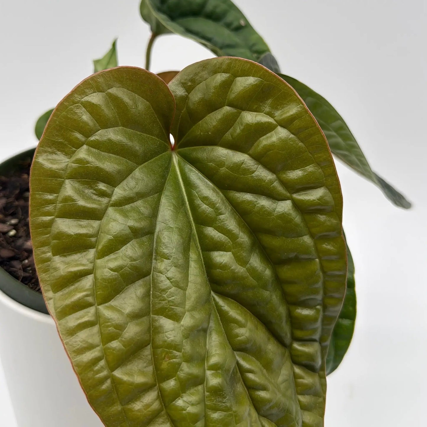 Anthurium Radicans x Luxurians - Tampa Home & Garden Store