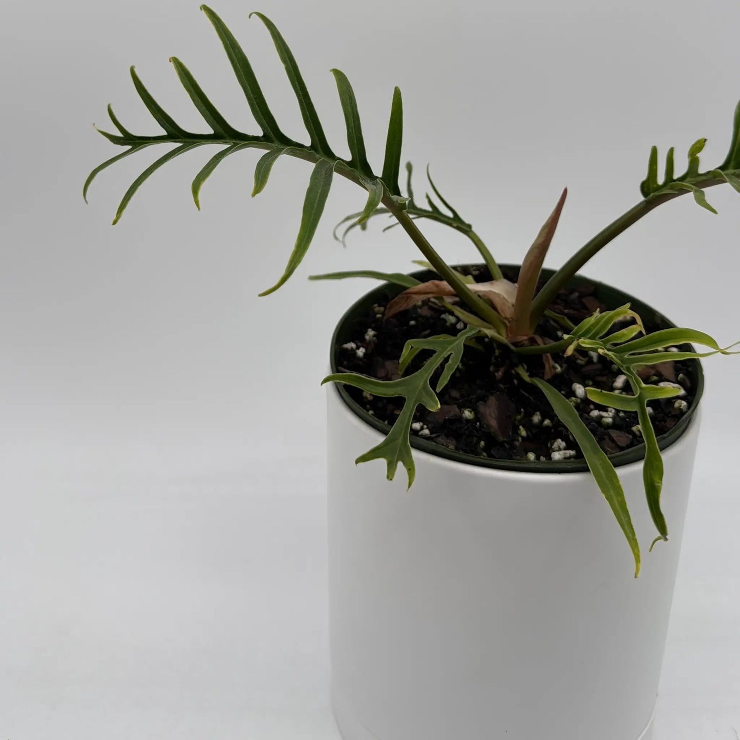 Philodendron Tortum - Tampa Home & Garden Store