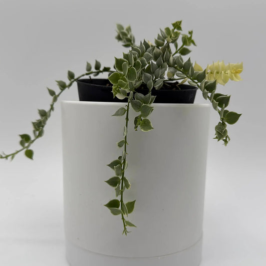 Variegated Dischidia Million Hearts plant with trailing green leaves in a white pot on Tampa Home & Garden Store