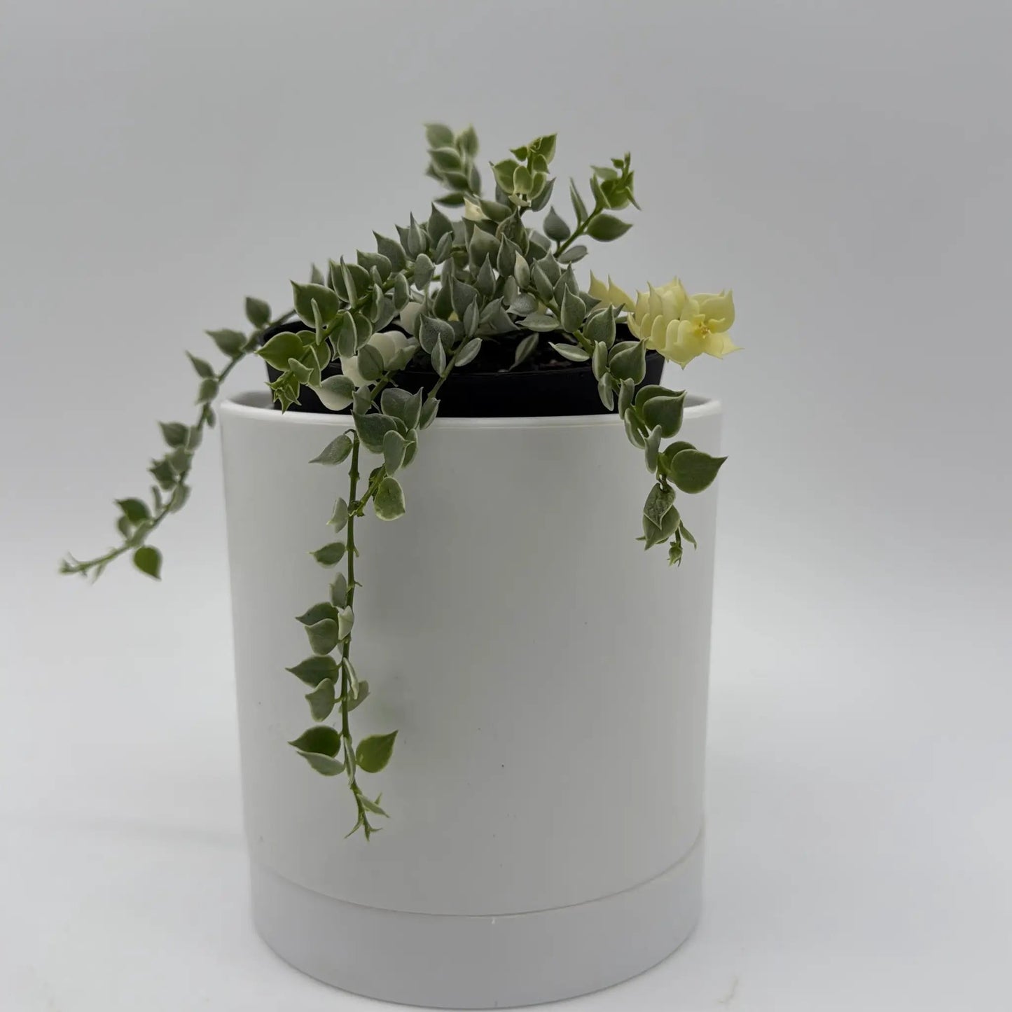 Variegated Dischidia Million Hearts - Tampa Home & Garden Store