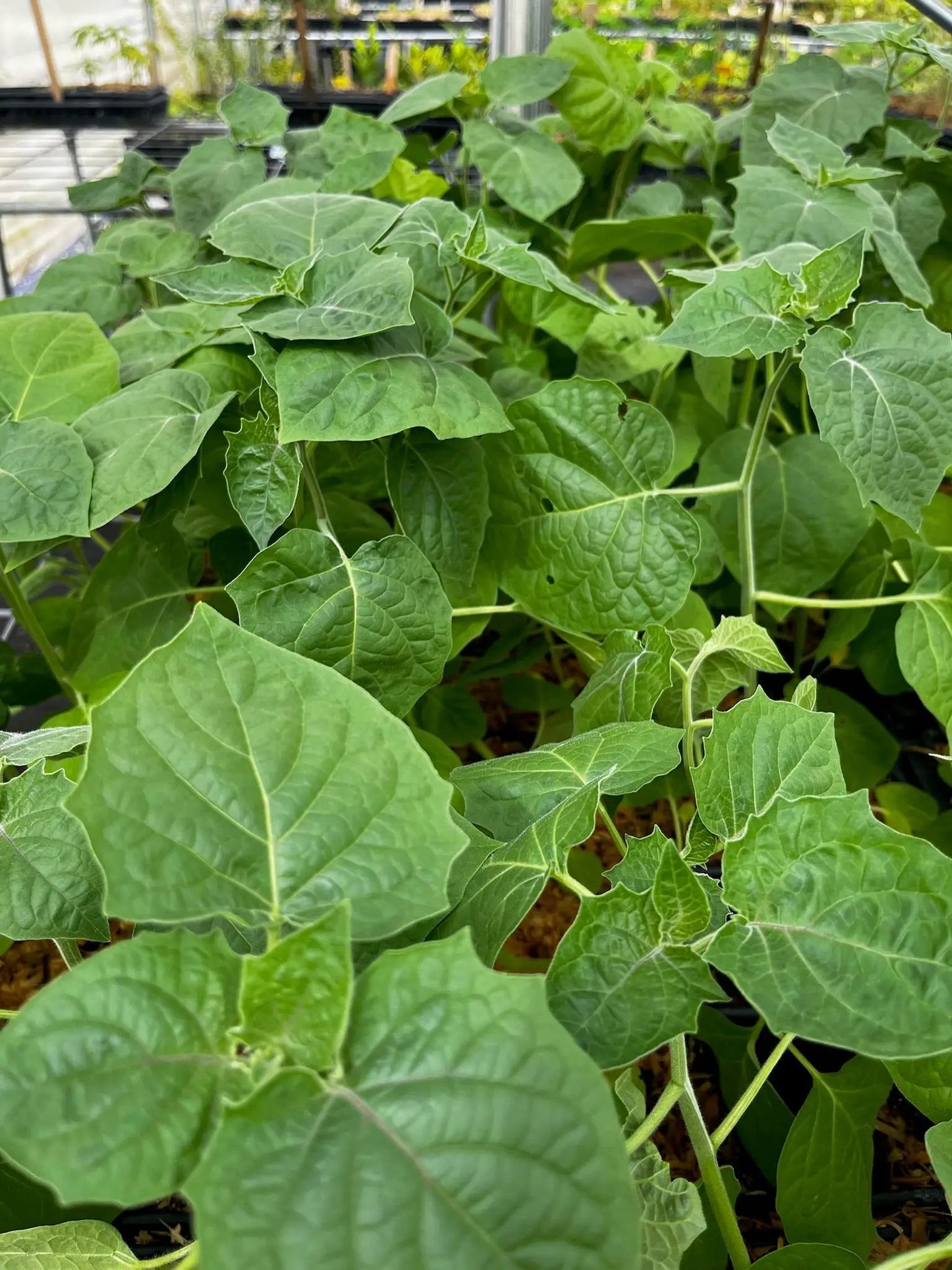 Hawaiian Poha Berry Plant (Physalis peruviana) - Tampa Home & Garden Store