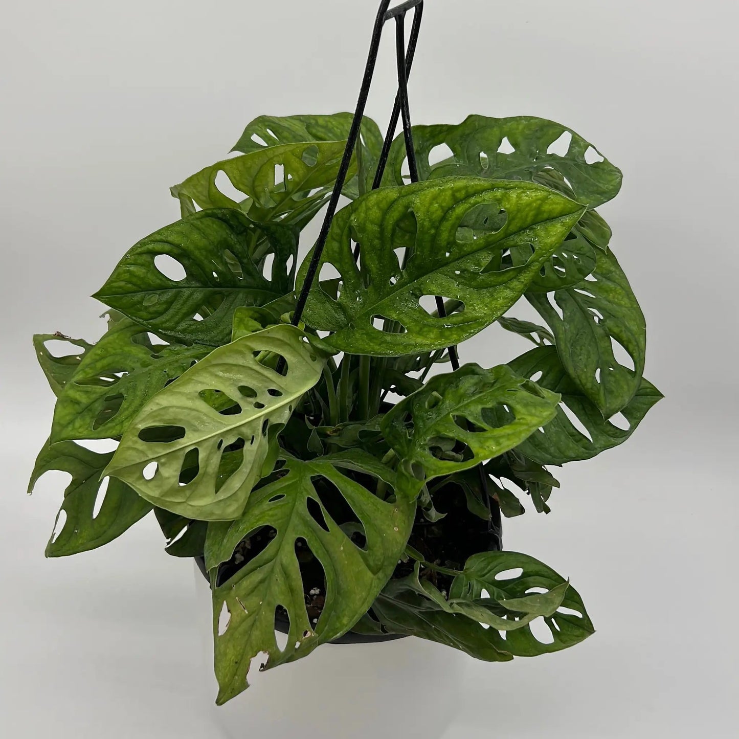 Monstera Adansonii (Planta de Queso Suizo)