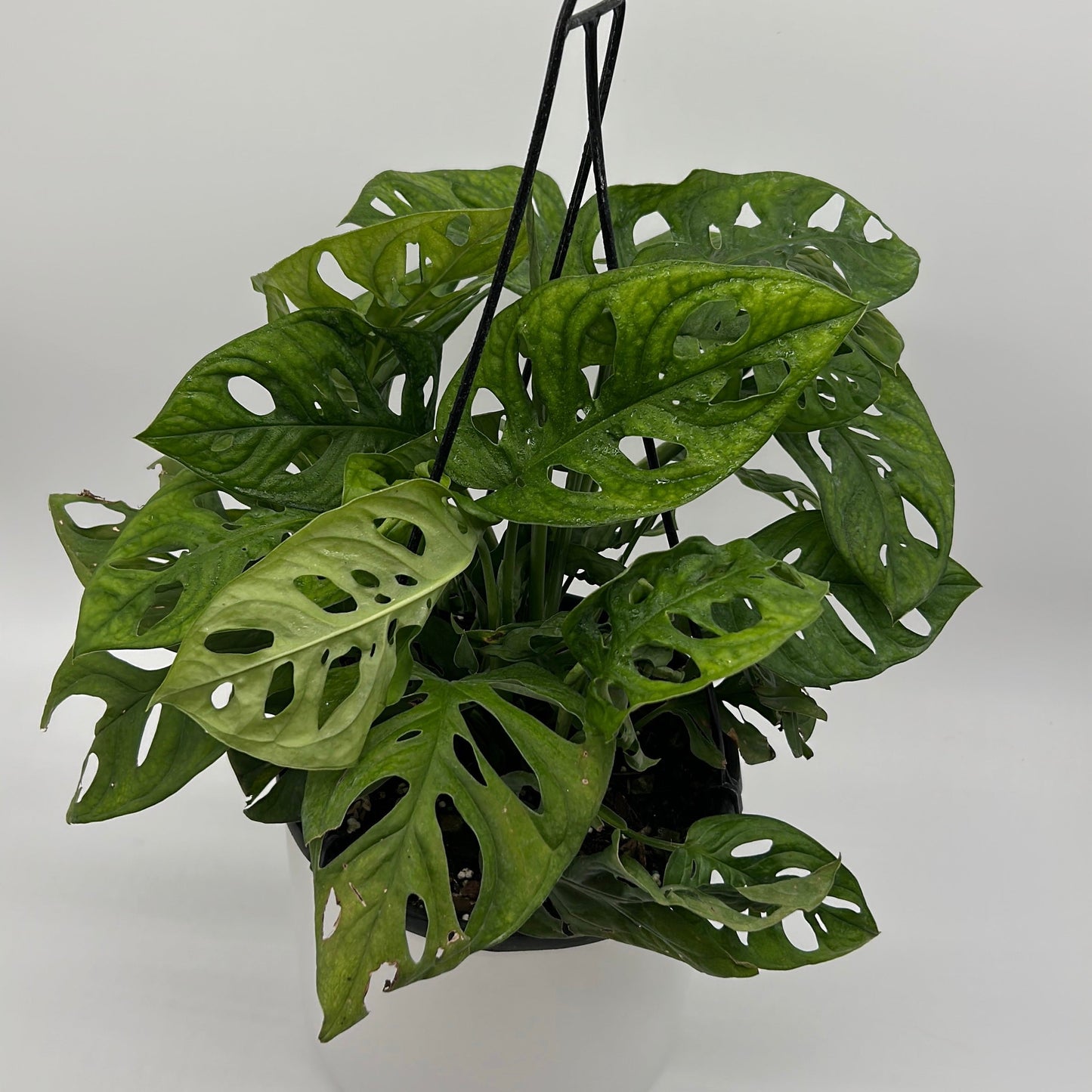 Monstera Adansonii (Swiss Cheese Plant)