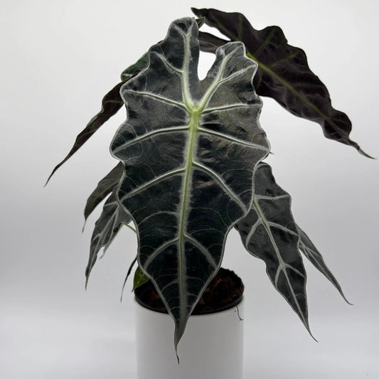 Alocasia Polly plant RUNOPLANTS dark green African Mask leaves with pale veins in pot on Tampa Home & Garden Store