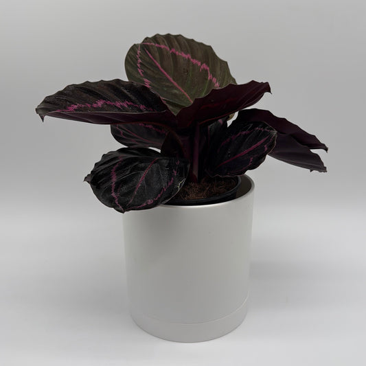 Calathea Dottie Plant with Pink Pattern