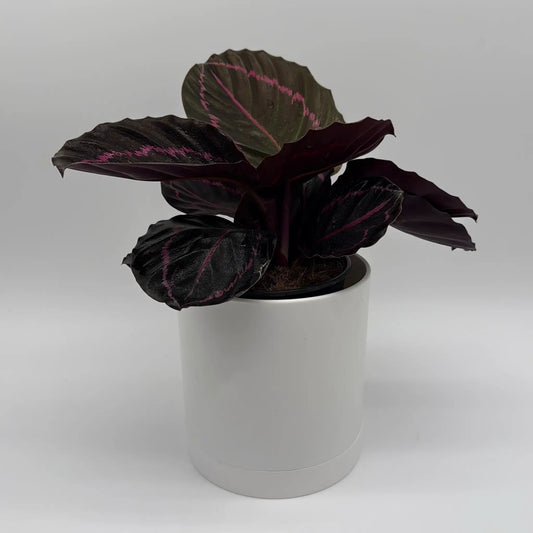 Calathea Dottie plant with pink patterned dark leaves in a white pot RUNOPLANTS on Tampa Home & Garden Store
