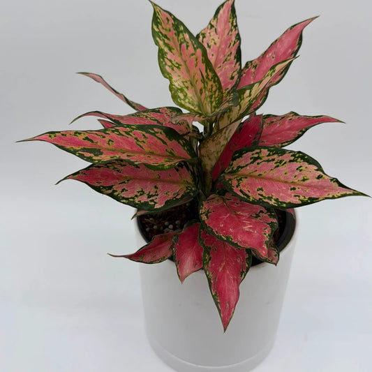 Aglaonema Red Hybrid plant with green edges, pink-green variegated leaves in a pot, RUNOPLANTS on Tampa Home & Garden Store