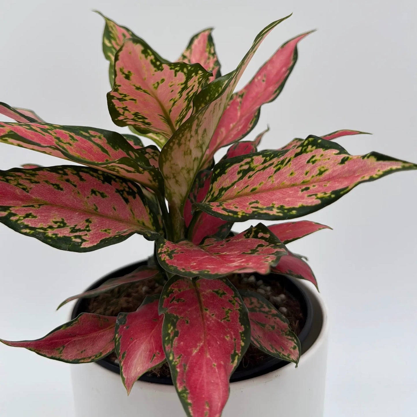 Aglaonema Red Hybrid - Tampa Home & Garden Store