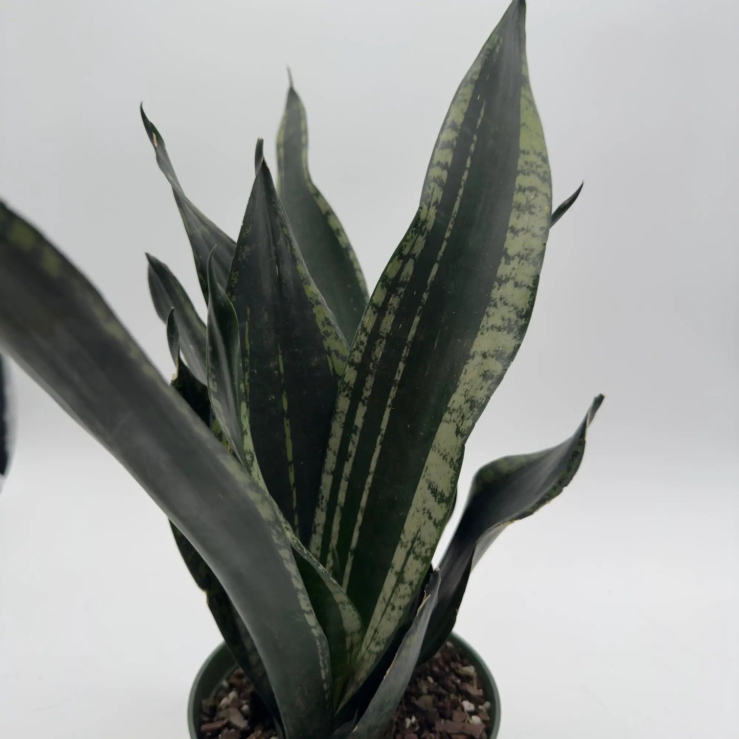 Sansevieria 'Whitney' - Tampa Home & Garden Store