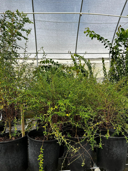 Damiana plant aromatic herb in pot with green foliage Sow Exotic on Tampa Home & Garden Store