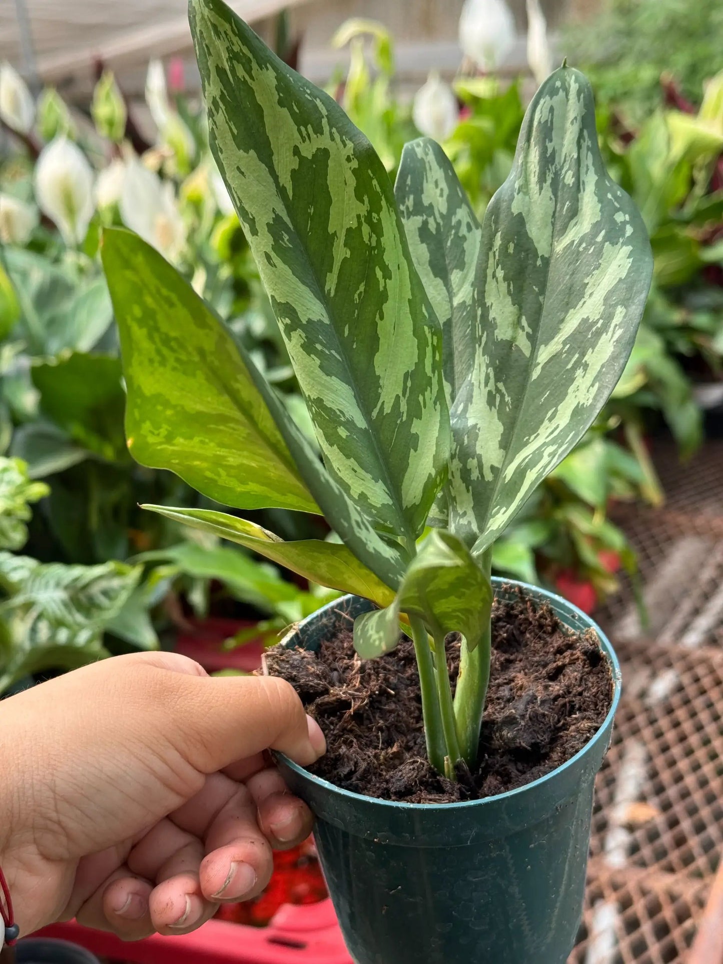 Chinese Evergreen 'Maria' - Tampa Home & Garden Store