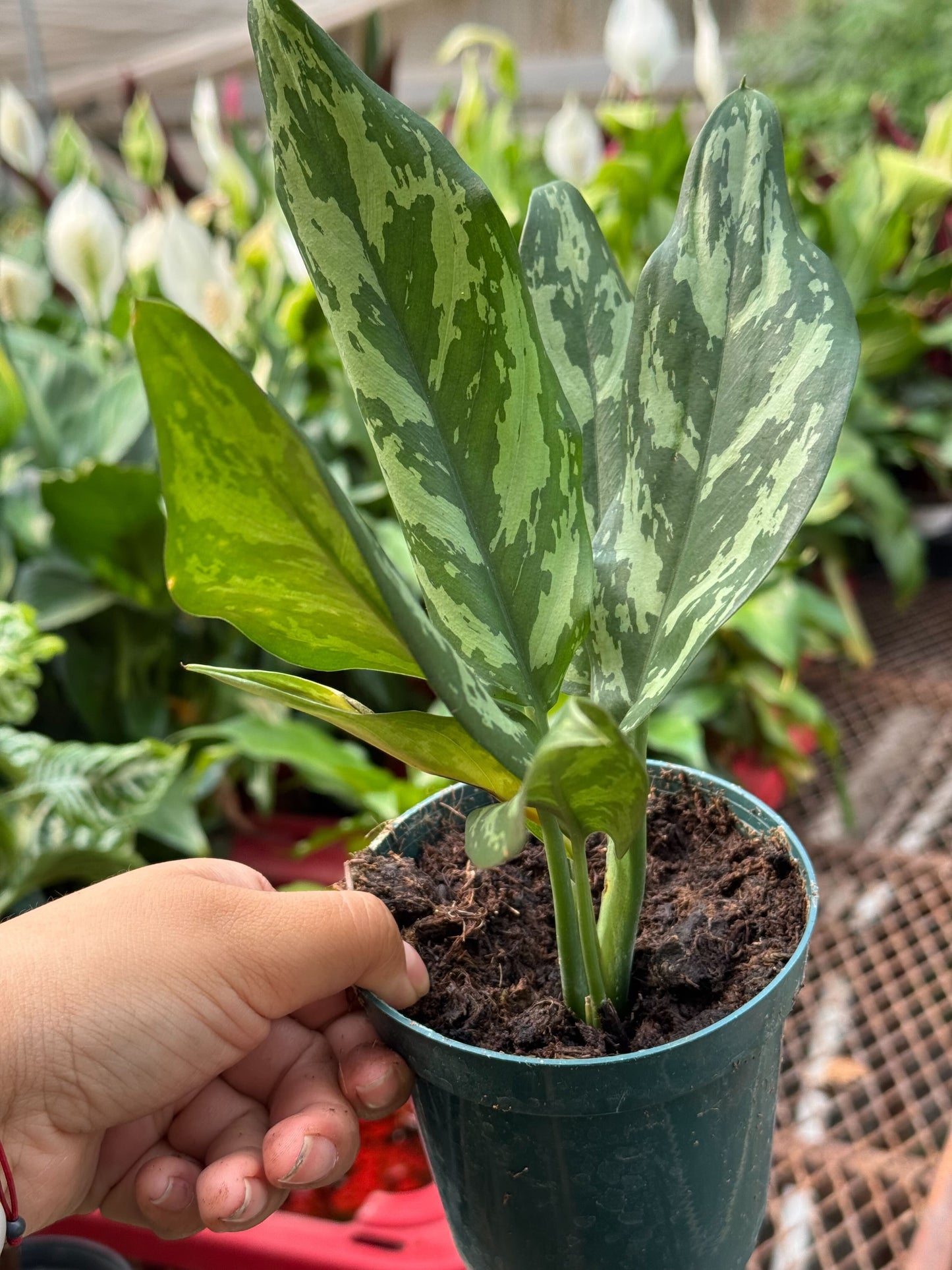Indoor plant Chinese Evergreen Maria variegated green leaves Rooted Treasures Farms on Tampa Home & Garden Store