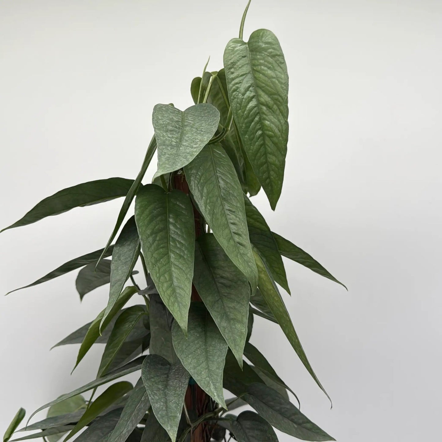 Pothos Azul de Cebú