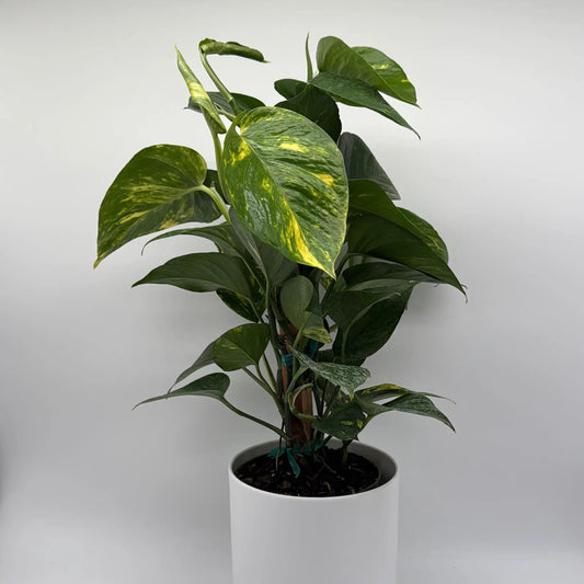Hawaiian Pothos Golden Variegated vine in a white pot with green and yellow leaves on Tampa Home & Garden Store